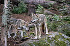 eurasian greywolves