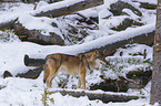 eurasian greywolf