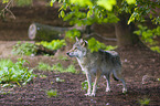 eurasian greywolf