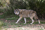 eurasian greywolf