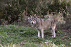 eurasian greywolf