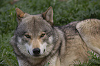 eurasian greywolf