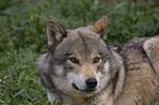 eurasian greywolf