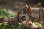 eurasian greywolf