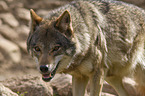 eurasian greywolf