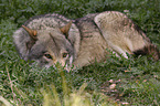 eurasian greywolf