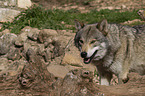 eurasian greywolf