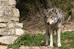 eurasian greywolf