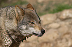 eurasian greywolf