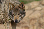 eurasian greywolf