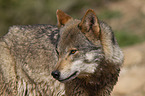 eurasian greywolf