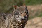 eurasian greywolf