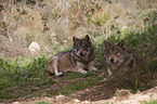 eurasian greywolves