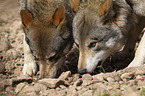 eurasian greywolves