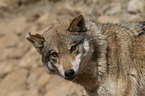 eurasian greywolf