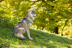 eurasian greywolf