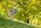 eurasian greywolf