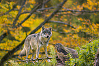 eurasian greywolf