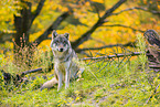 eurasian greywolf