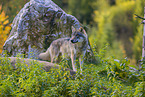 eurasian greywolf