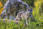 eurasian greywolf