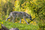 eurasian greywolf