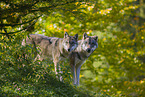 eurasian greywolves