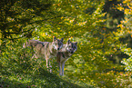 eurasian greywolves