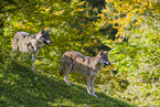 eurasian greywolves