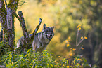 eurasian greywolf