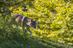 eurasian greywolf