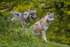 eurasian greywolves