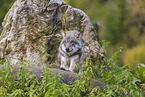 eurasian greywolf