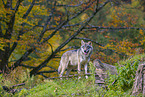 eurasian greywolf