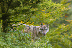 eurasian greywolf