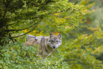 eurasian greywolf