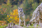 eurasian greywolf