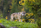 eurasian greywolf