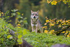 eurasian greywolf