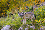 eurasian greywolf