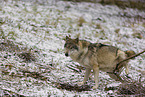 eurasian greywolf