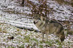 eurasian greywolf