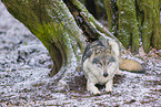 eurasian greywolf