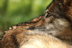 eurasian greywolf