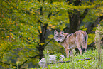 eurasian greywolf