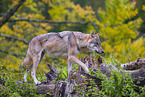 eurasian greywolf