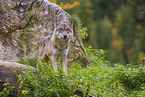 eurasian greywolf