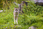 eurasian greywolf