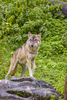 eurasian greywolf