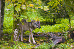 eurasian greywolf